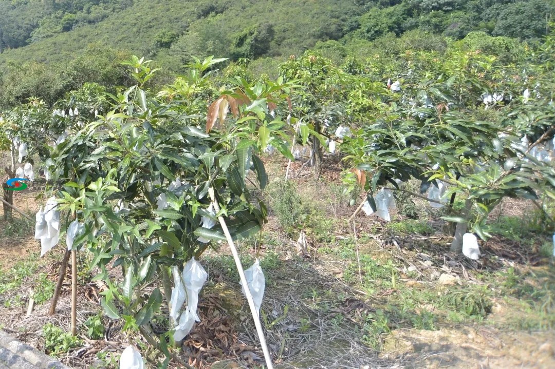 来自百色右江区大山里殷切期盼的眼神！ 来自,百色,右江,右江区,江区