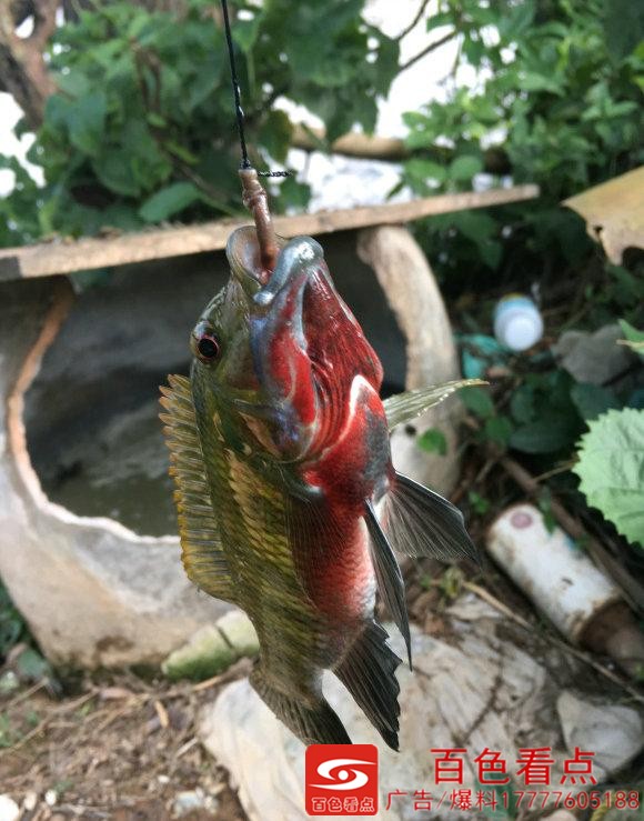 震惊！百色一个兄弟在右江河钓了半桶红色的罗非鱼 震惊,百色,一个,兄弟,在右