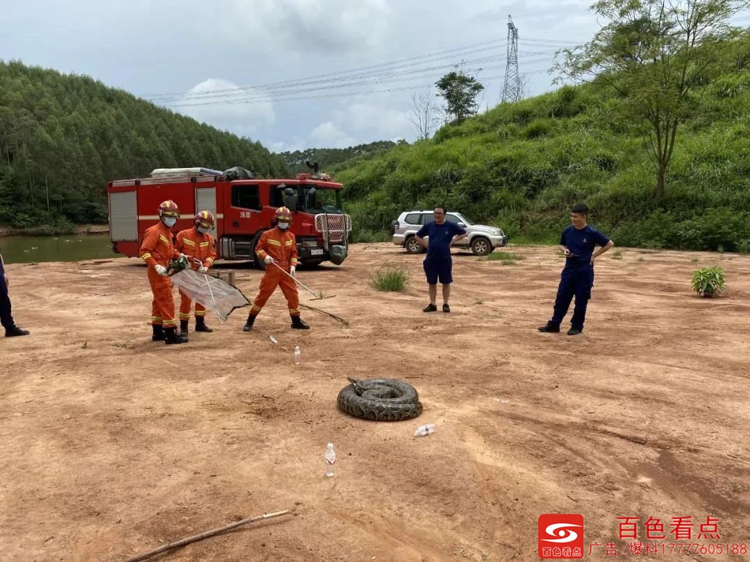 哎惹！这么大条的蟒蛇溜进学校、农场里！！ 这么,大条,蟒蛇,溜进,进学