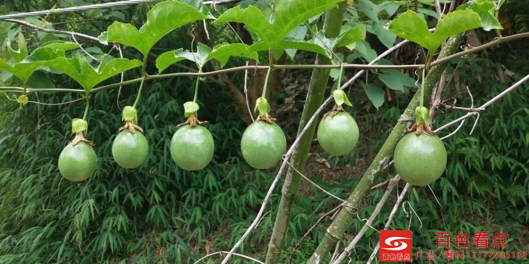 巴部生态果园：一个“百香果”和“家”的故事 生态,生态果园,果园,一个,百香果