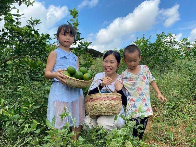 252万粉丝网红田野小凤走进凌云直播带好货--凌云白毫茶 252,252万,万粉,粉丝,粉丝网