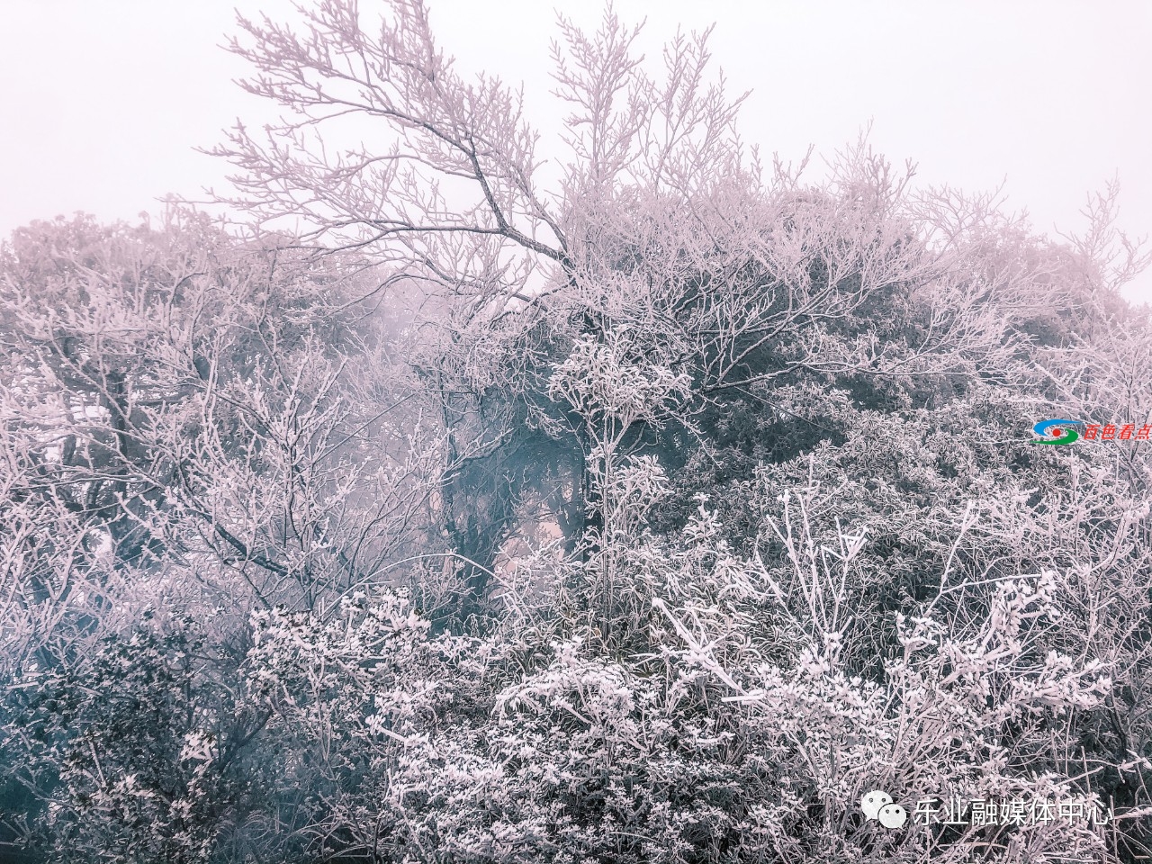 气温接近冰点，乐业县高山地带出现雾凇美景 气温,接近,冰点,乐业,乐业县