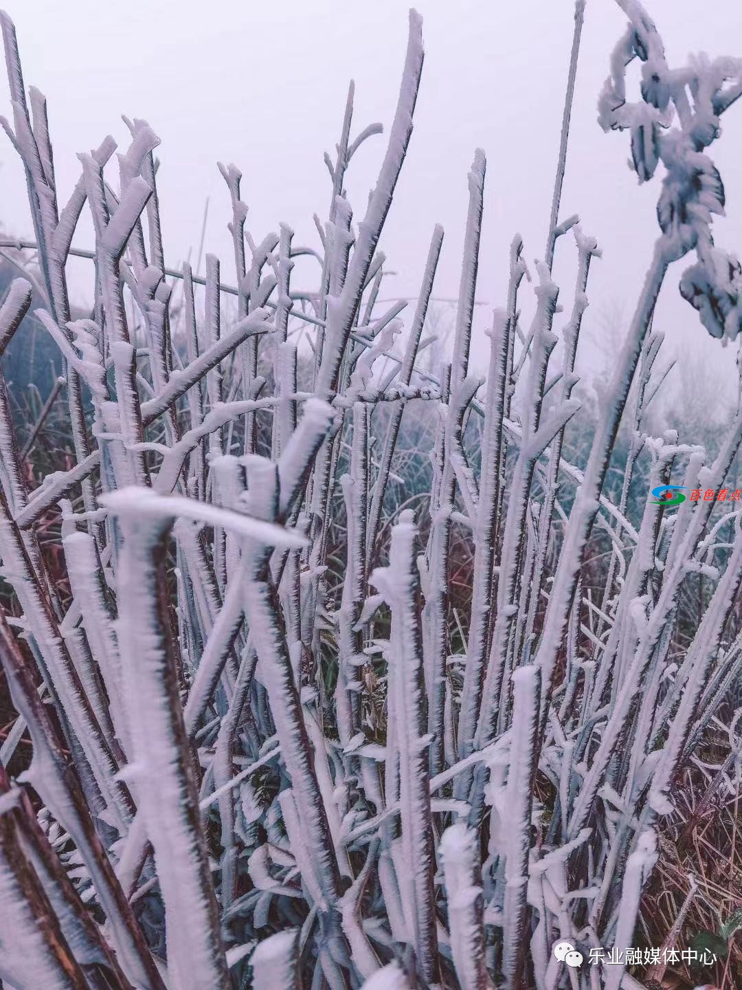 气温接近冰点，乐业县高山地带出现雾凇美景 气温,接近,冰点,乐业,乐业县