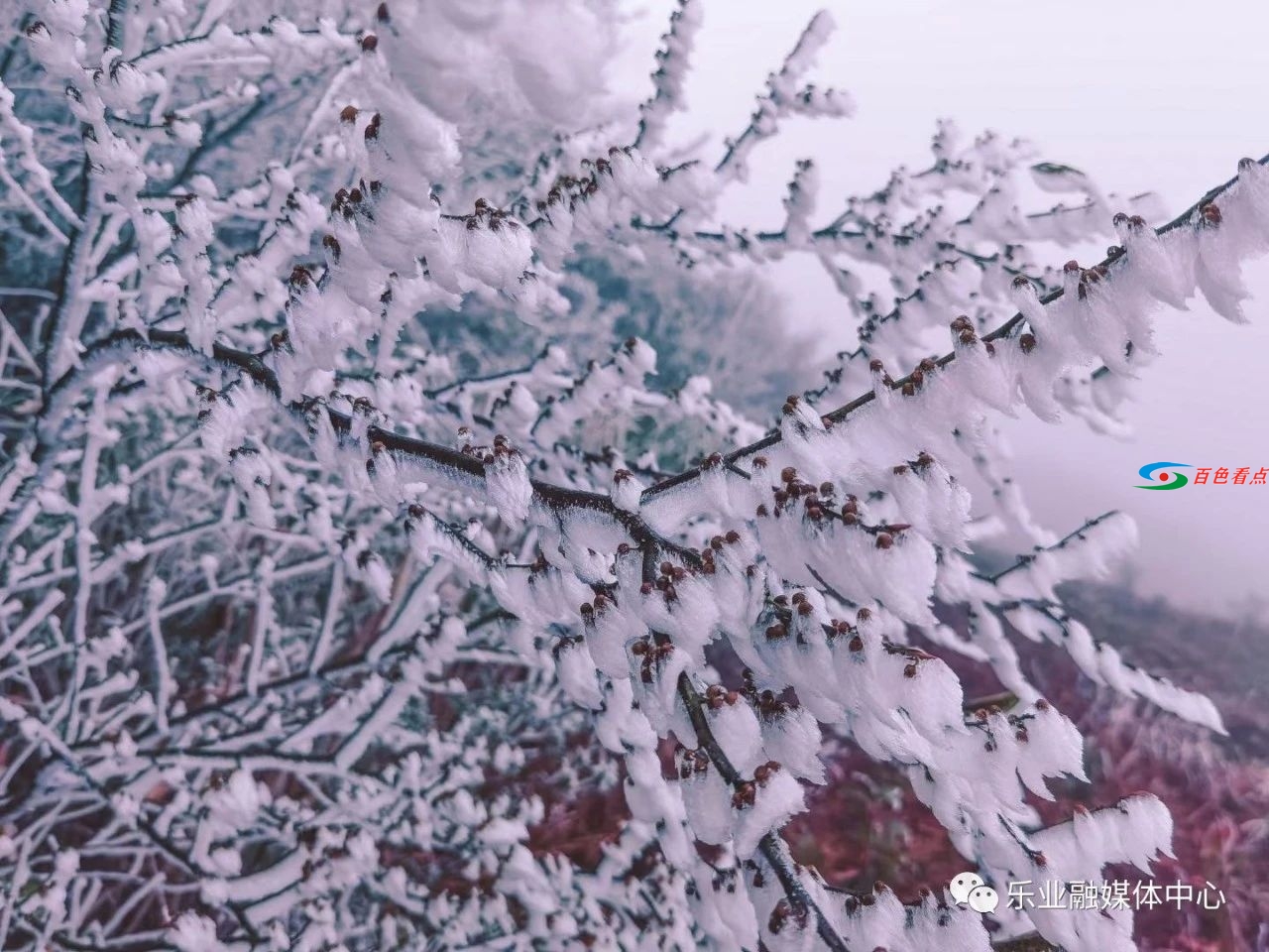 气温接近冰点，乐业县高山地带出现雾凇美景 气温,接近,冰点,乐业,乐业县