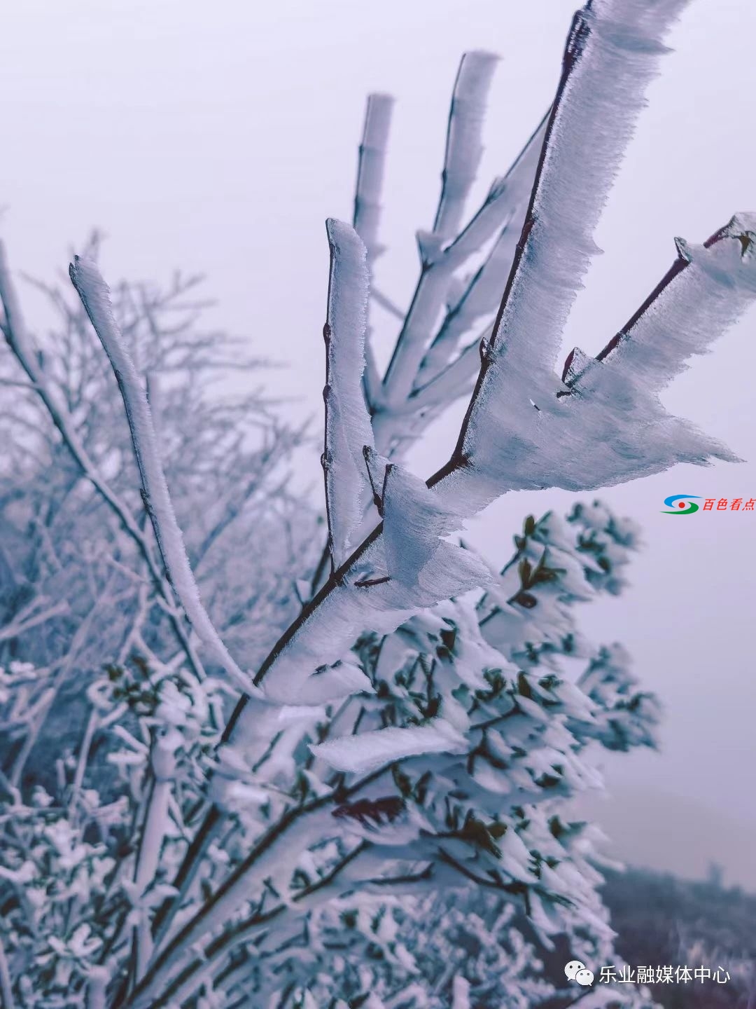 气温接近冰点，乐业县高山地带出现雾凇美景 气温,接近,冰点,乐业,乐业县