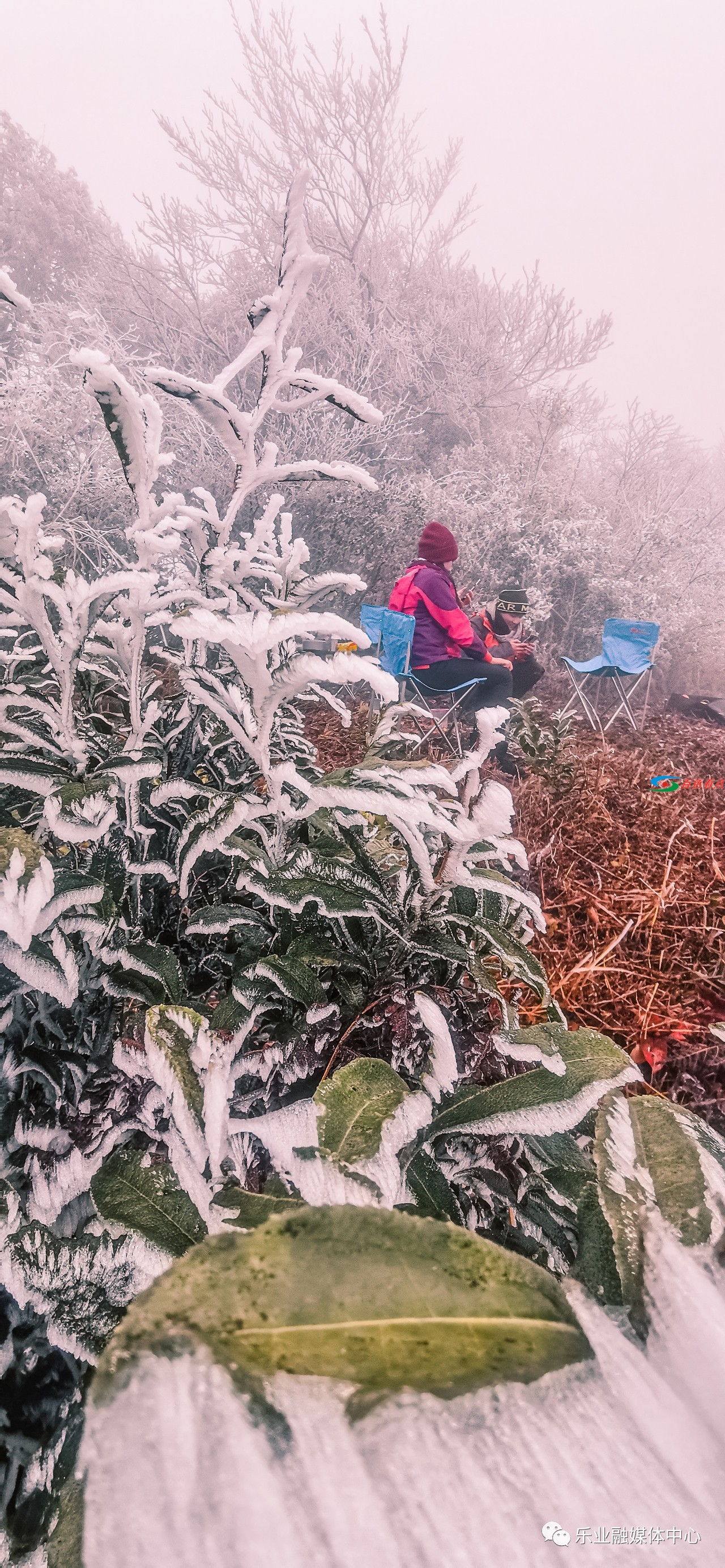 气温接近冰点，乐业县高山地带出现雾凇美景 气温,接近,冰点,乐业,乐业县