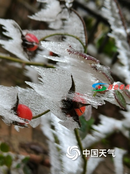 百色田林岑王老山出现冰冻 漫山树叶裹冰层 百色,田林,林岑,王老,老山