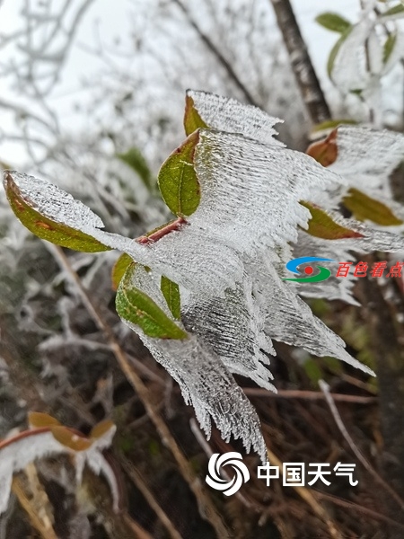 百色田林岑王老山出现冰冻 漫山树叶裹冰层 百色,田林,林岑,王老,老山