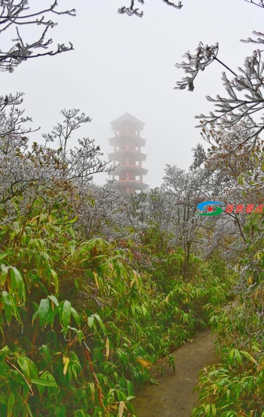 当原始森林遇上雾凇，百色田林岑王老山会有怎样的景色？ 原始,原始森林,森林,林遇,遇上