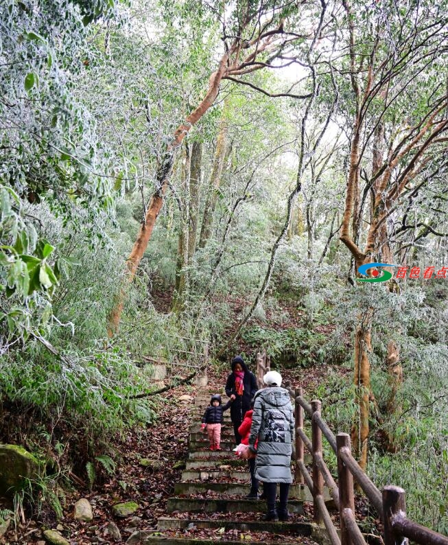 当原始森林遇上雾凇，百色田林岑王老山会有怎样的景色？ 原始,原始森林,森林,林遇,遇上