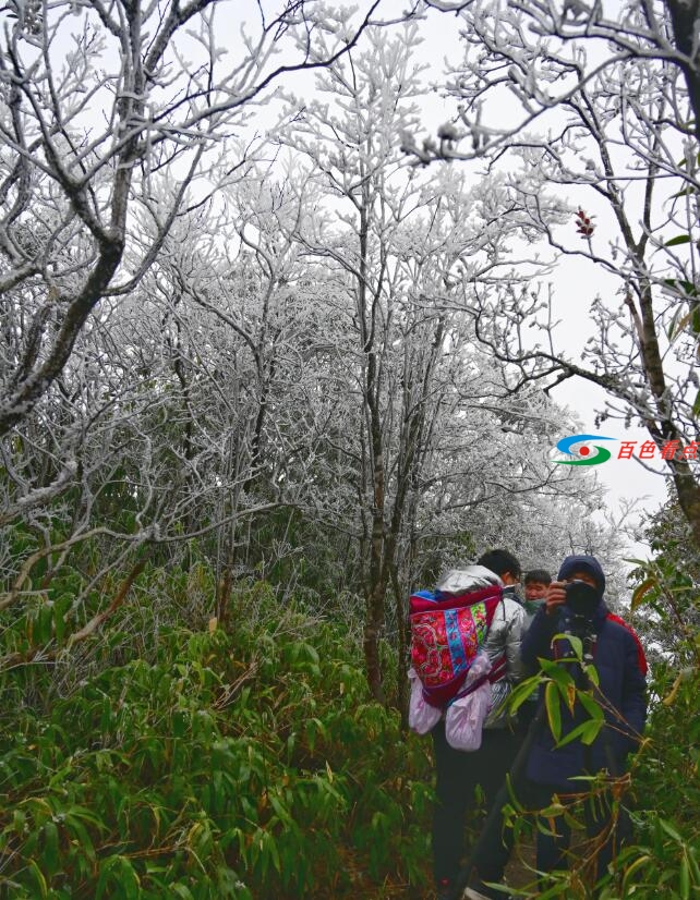 当原始森林遇上雾凇，百色田林岑王老山会有怎样的景色？ 原始,原始森林,森林,林遇,遇上