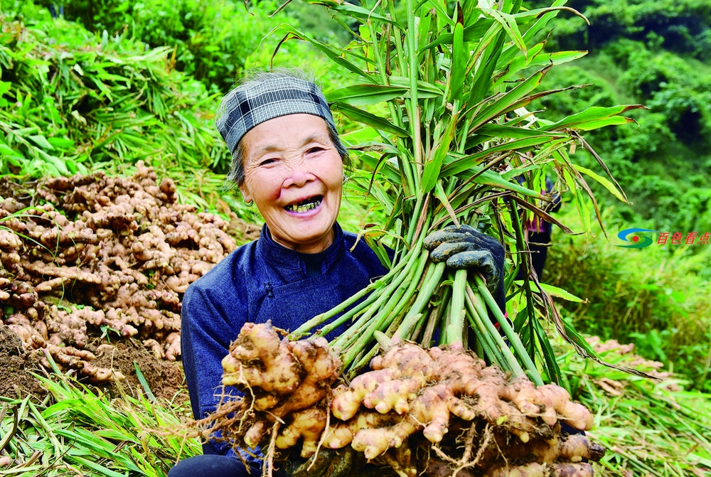 百色田林县推进脱贫攻坚与乡村振兴有效衔接 百色,田林,田林县,林县,推进