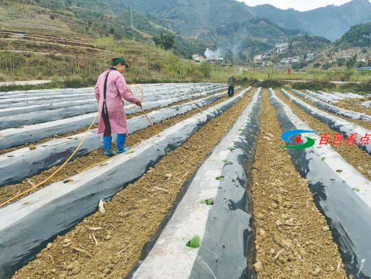 图片新闻：凌云县逻楼镇各村屯的田间地头 图片,图片新闻,新闻,凌云,凌云县