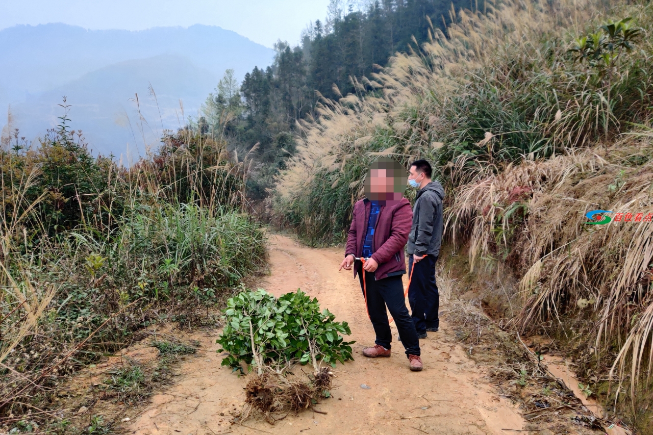 乐业一男子偷盗稀有茶花树被抓获 乐业,业一,一男,男子,偷盗