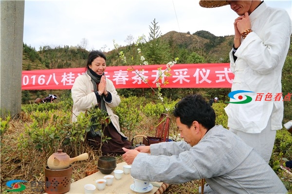 广西天价茶开仓品鉴！2021年春茶开采活动 不来损失大了 八桂,桂凌,桂凌云,凌云,2021