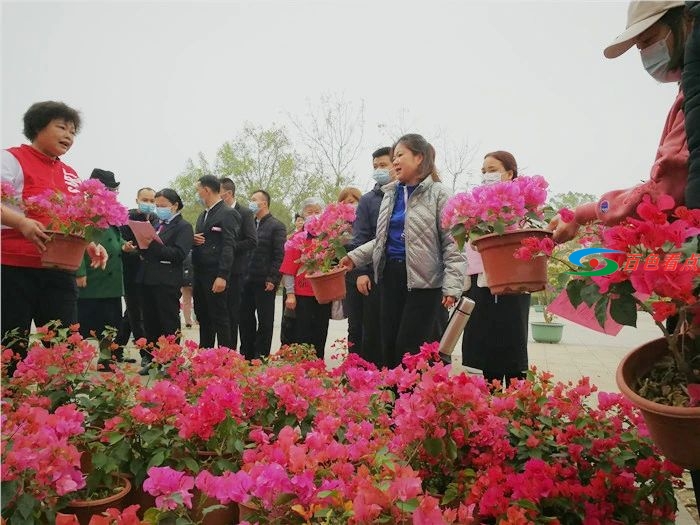 提高市花知名度！百色将2万盆宝巾花赠给单位和市民 提高,高市,市花,知名,知名度