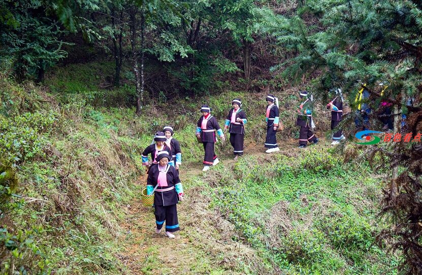 神秘茶叶藏家11.8万元拍走这款广西茶|春茶开采进行时 神秘,茶叶,叶藏,藏家