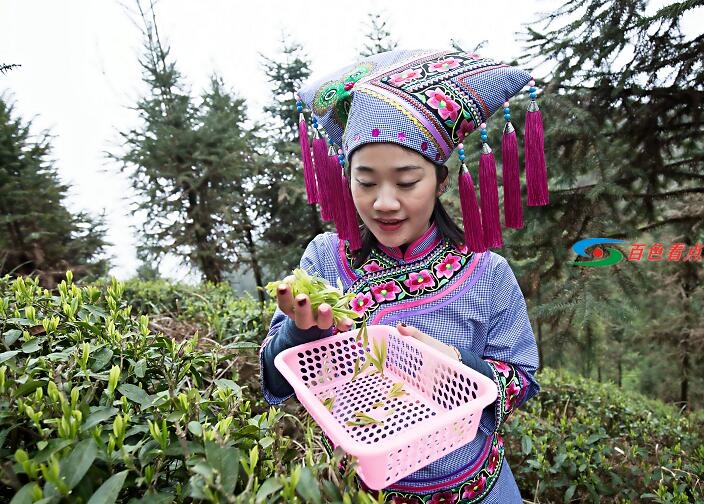 神秘茶叶藏家11.8万元拍走这款广西茶|春茶开采进行时 神秘,茶叶,叶藏,藏家