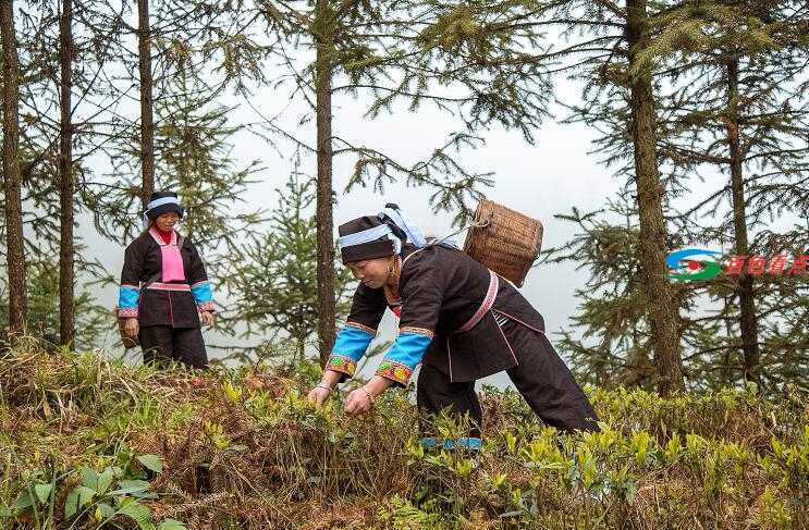 神秘茶叶藏家11.8万元拍走这款广西茶|春茶开采进行时 神秘,茶叶,叶藏,藏家