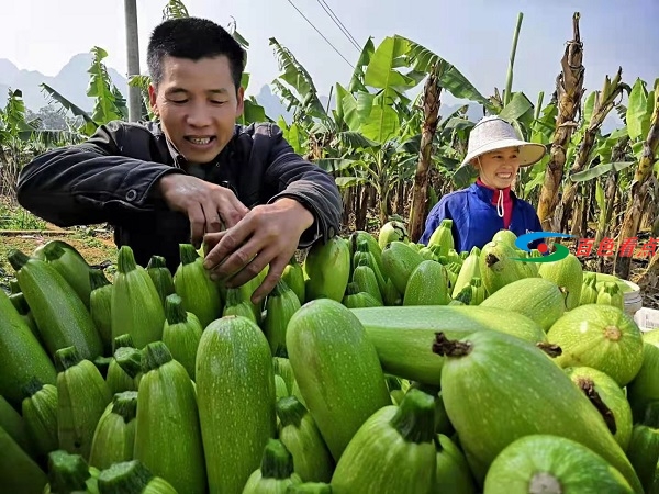 厉害！百色这2个村（社区）获得国家级荣誉 厉害,百色,2个,社区,获得