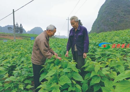 马安祥：昔日贫困户 今朝领路人 马安,马安祥,安祥,昔日,贫困