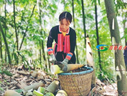 试问田林咋脱贫——  “宫廷贡品”惠民生 试问,田林,脱贫,——,宫廷