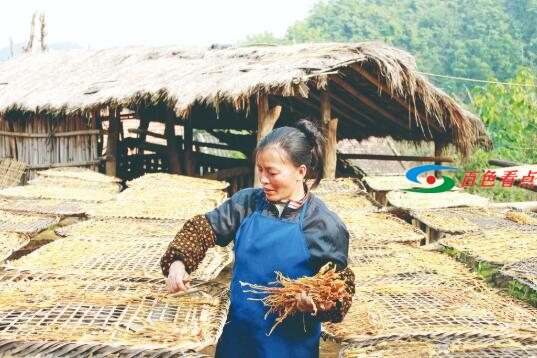 试问田林咋脱贫——  “宫廷贡品”惠民生 试问,田林,脱贫,——,宫廷