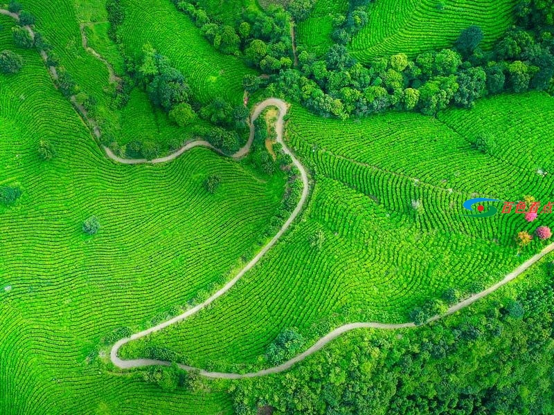 不要以为西林只有麻鸭砂糖橘 茶叶也是满山绿油油 不要,以为,西林,只有,麻鸭