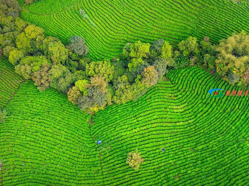 不要以为西林只有麻鸭砂糖橘 茶叶也是满山绿油油 不要,以为,西林,只有,麻鸭