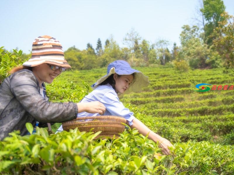 不要以为西林只有麻鸭砂糖橘 茶叶也是满山绿油油 不要,以为,西林,只有,麻鸭