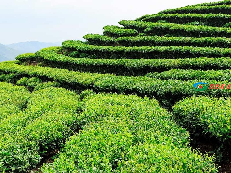 不要以为西林只有麻鸭砂糖橘 茶叶也是满山绿油油 不要,以为,西林,只有,麻鸭