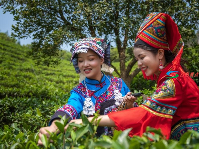 不要以为西林只有麻鸭砂糖橘 茶叶也是满山绿油油 不要,以为,西林,只有,麻鸭