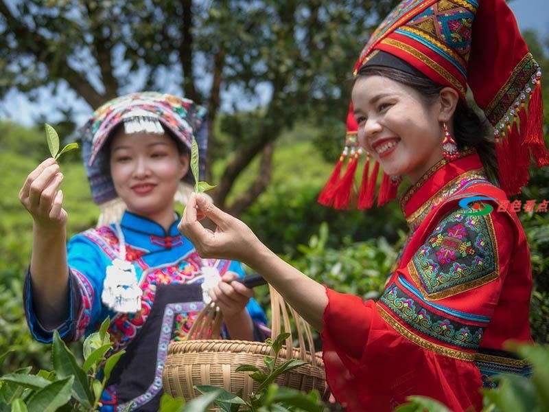 不要以为西林只有麻鸭砂糖橘 茶叶也是满山绿油油 不要,以为,西林,只有,麻鸭