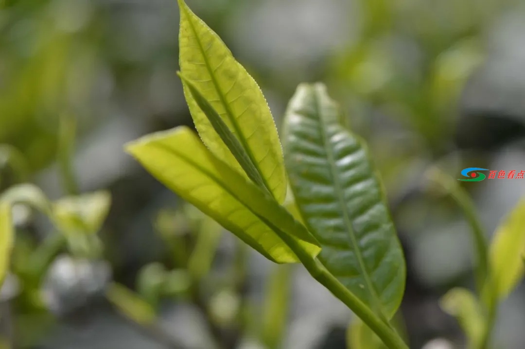 茗茶盛会 八桂凌云翘首以待四方客 茗茶,盛会,八桂,桂凌,桂凌云