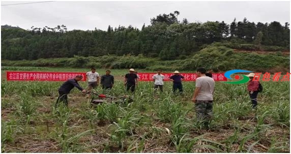 右江区全力推进甘蔗生产机械化作业补贴工作 右江,右江区,江区,全力,推进