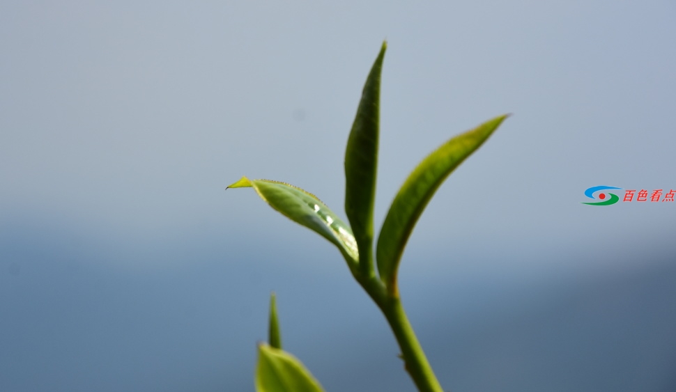 茶叶炒作套路被揭穿！天价茶炒作的结局必定是一地鸡毛 茶叶,叶炒,炒作,套路,揭穿