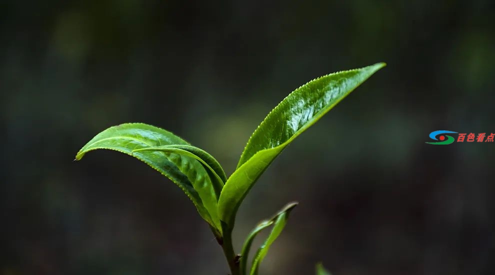 茶叶炒作套路被揭穿！天价茶炒作的结局必定是一地鸡毛 茶叶,叶炒,炒作,套路,揭穿