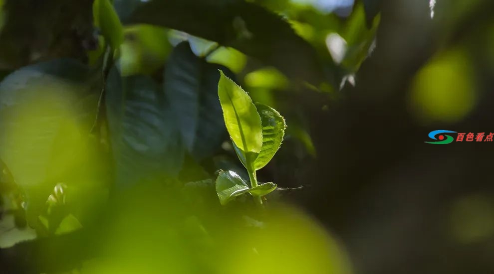 茶叶炒作套路被揭穿！天价茶炒作的结局必定是一地鸡毛 茶叶,叶炒,炒作,套路,揭穿