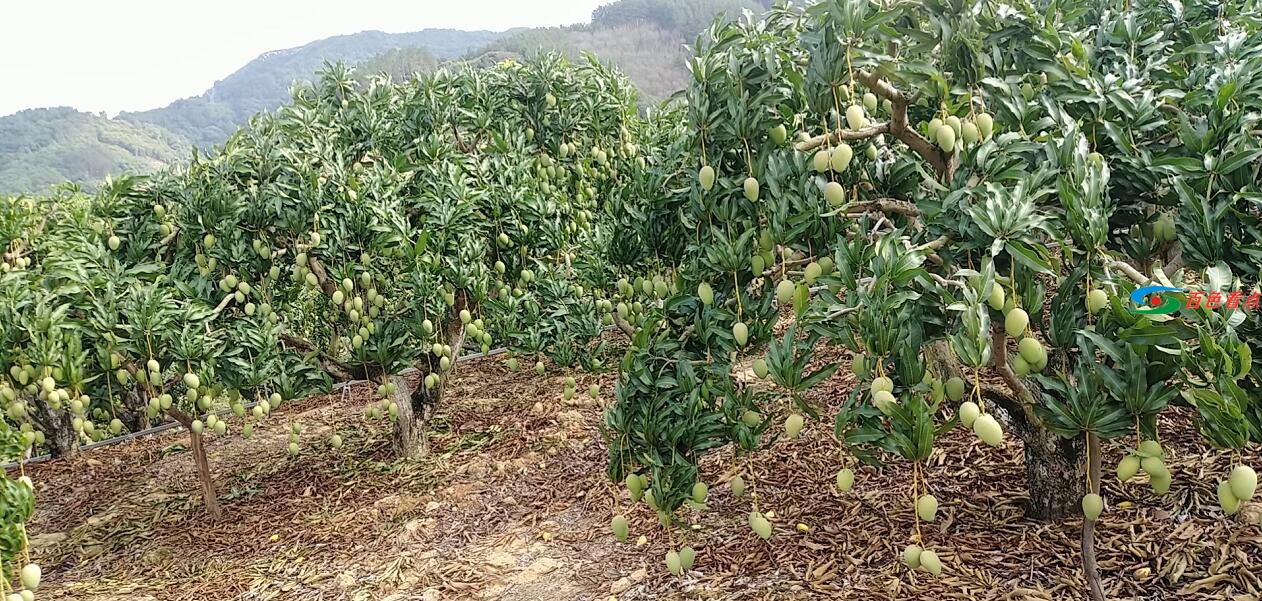 百色千亩芒果园找“婆家” 百色,千亩,芒果,果园,婆家