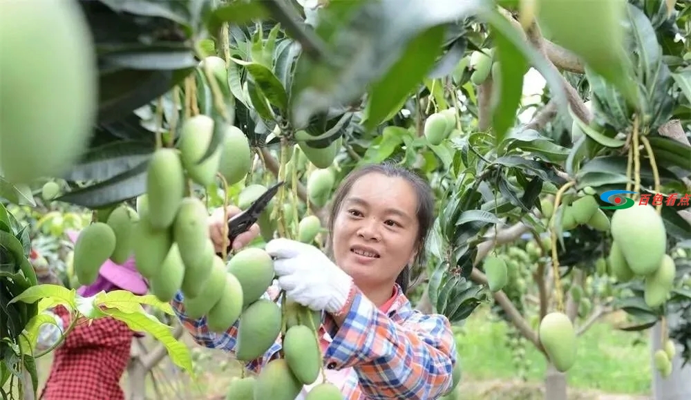 乐业雅长发现濒危野生兰科新种，人工繁育种苗取得新突破 乐业,长发,发现,濒危,野生