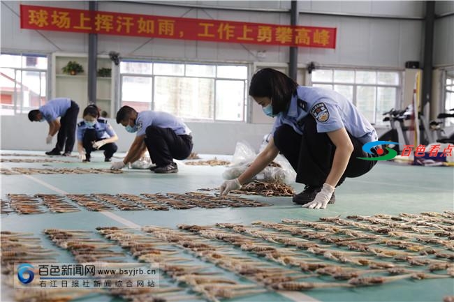 震惊！百色边境管理支队在大巴车上截获上万只走私海马干 震惊,百色,边境,管理,支队