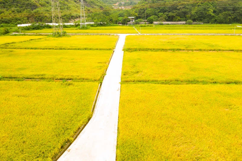 百色平果市太平镇旱改水耕地水稻获丰收 百色,平果,果市,太平,太平镇