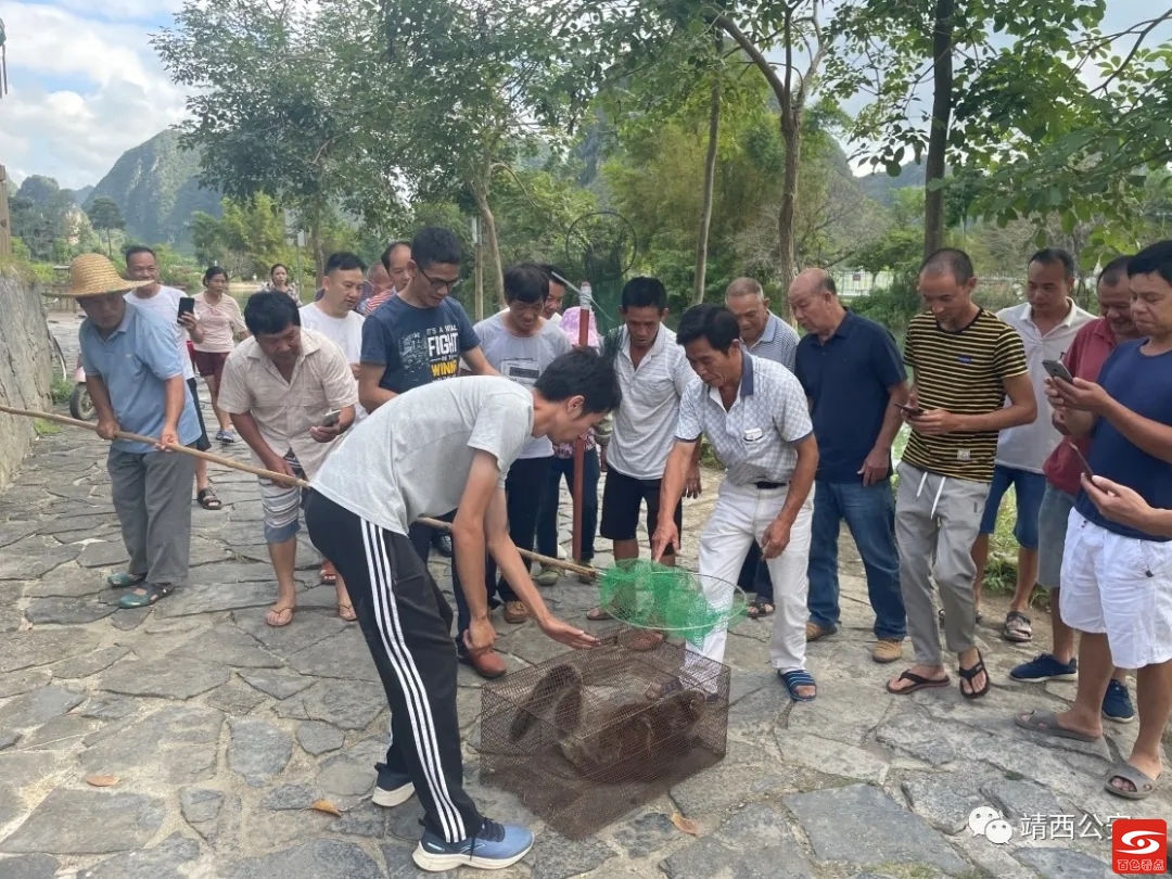 我为群众办实事|““飞虎”误闯民宅 警民合力放归自然 群众,实事,飞虎,民宅,警民