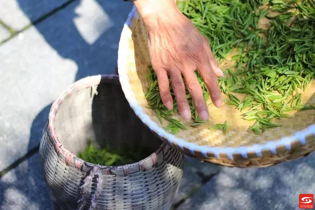 喝茶，能给人体器官带来哪些保护？！ 喝茶,人体,人体器官,器官,带来