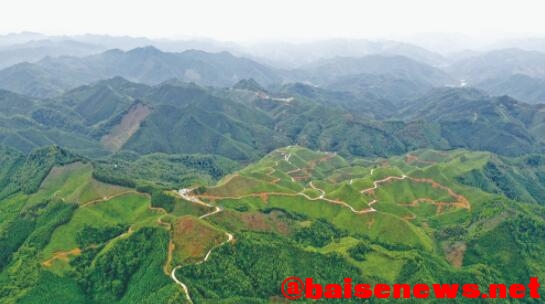 给山林荒坡“添绿” 为百姓致富“加油” ——百色市大力发展百万亩油茶产业纪实 山林,林荒,荒坡,百姓,致富