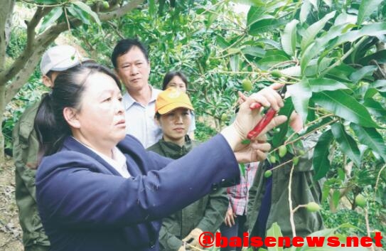 梦圆芒香（报告文学） 梦圆,报告,报告文学,告文,文学