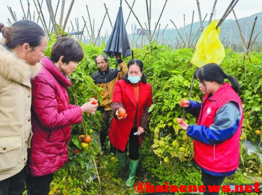 技术人员到田阳区田州镇兴城村的田间地头查看番茄长势 技术,技术人员,人员,田阳,田州