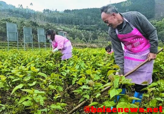 那坡县百省乡百坎村“兴边富民”产业基地 那坡,那坡县,百省乡,边富,富民