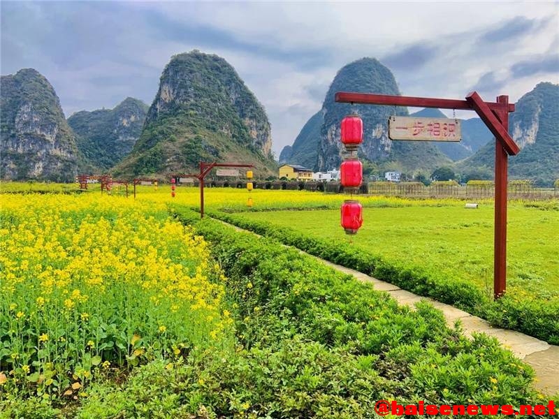 百色市靖西旧州景区千亩油菜花竞相绽放 百色,百色市,靖西,旧州,景区