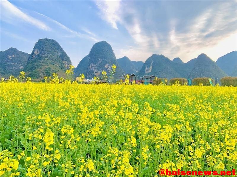 百色市靖西旧州景区千亩油菜花竞相绽放 百色,百色市,靖西,旧州,景区